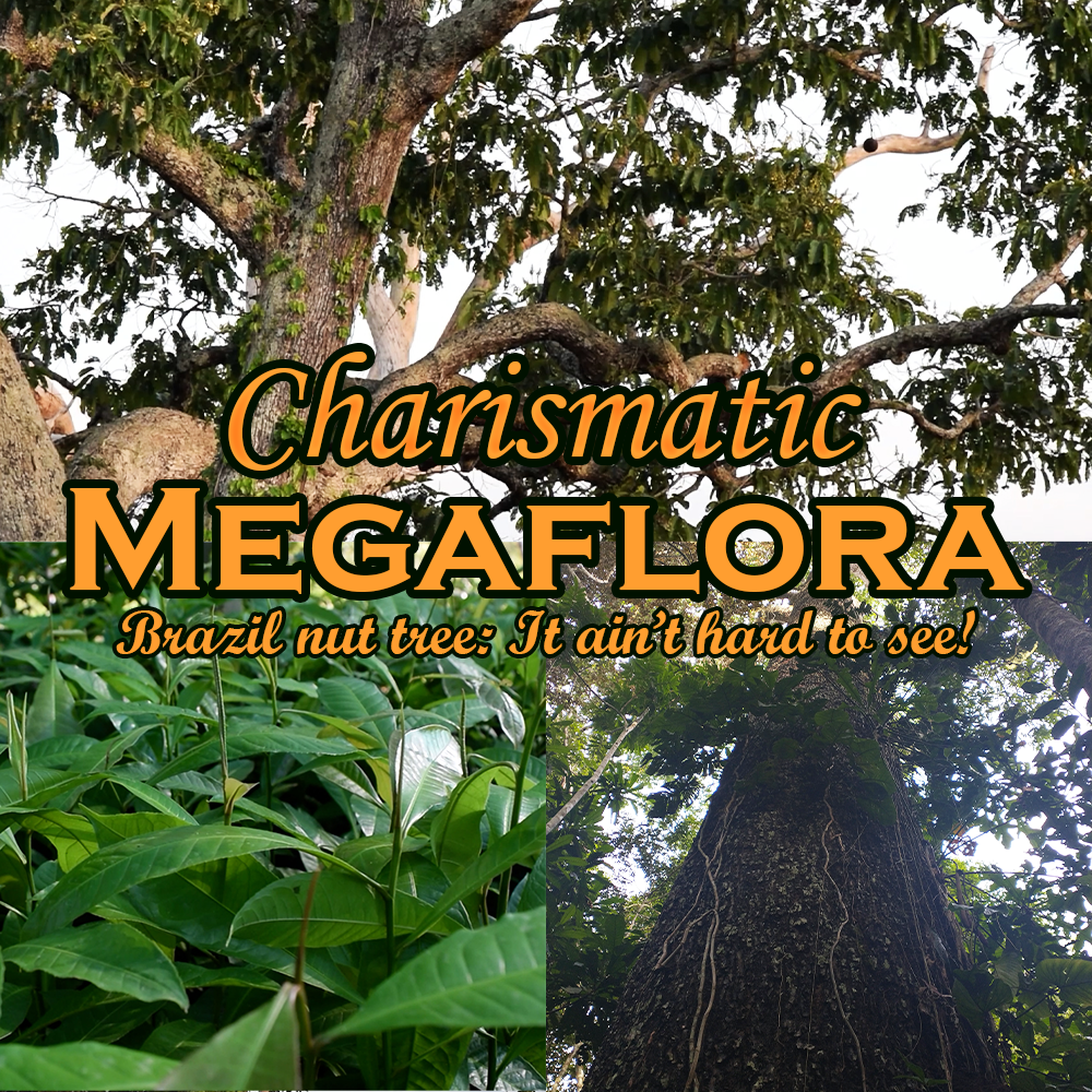 Charismatic Megaflora (NO STICKER OR CARD)