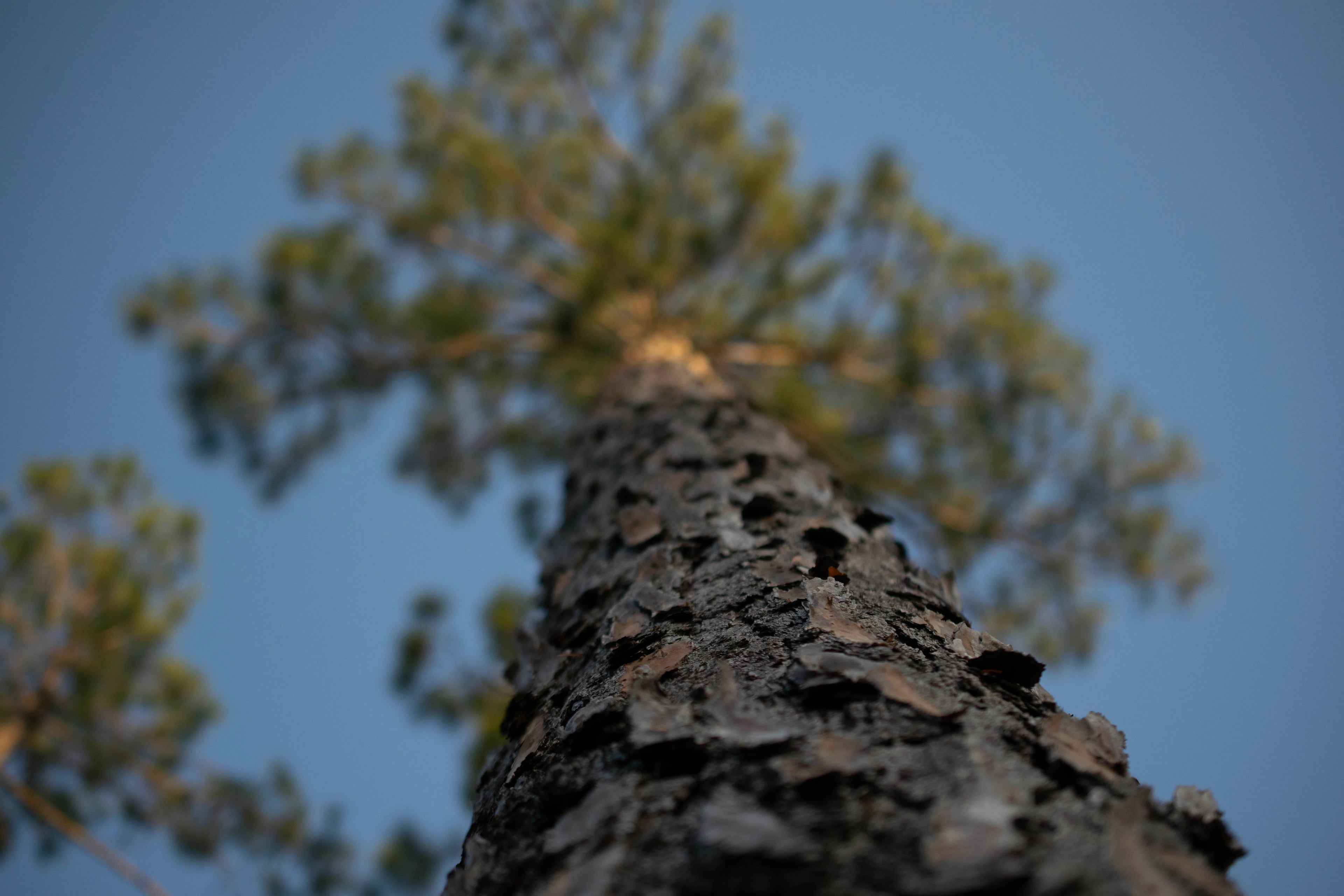 Morgan Treeman
