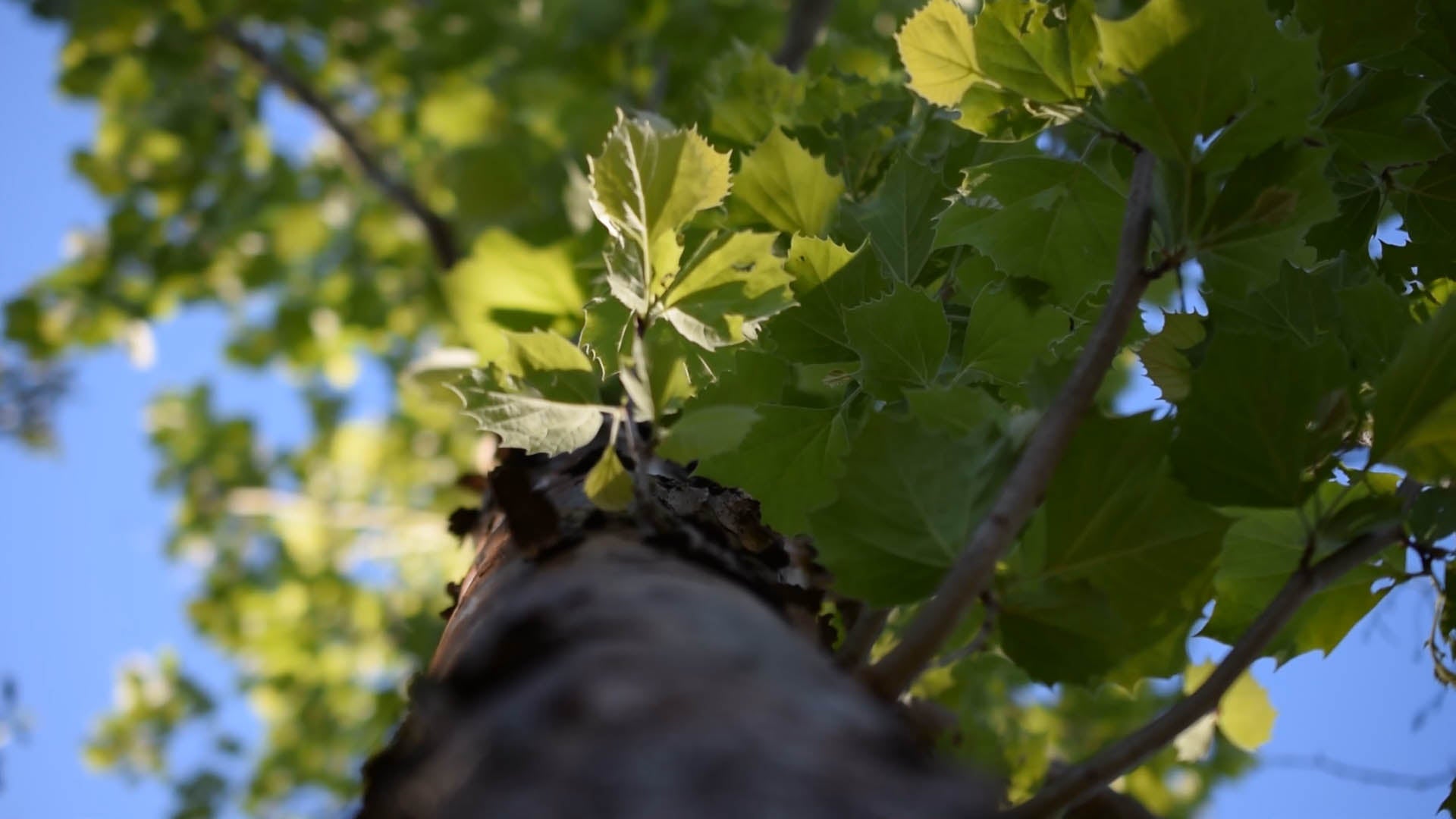 When the moon hits your knees and you mispronounce trees, sycamore!