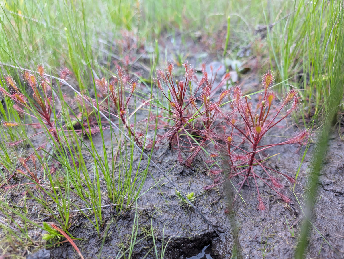 Threadleaf Sundew Range Wild Green Minute Page 1 – Wild Green Future