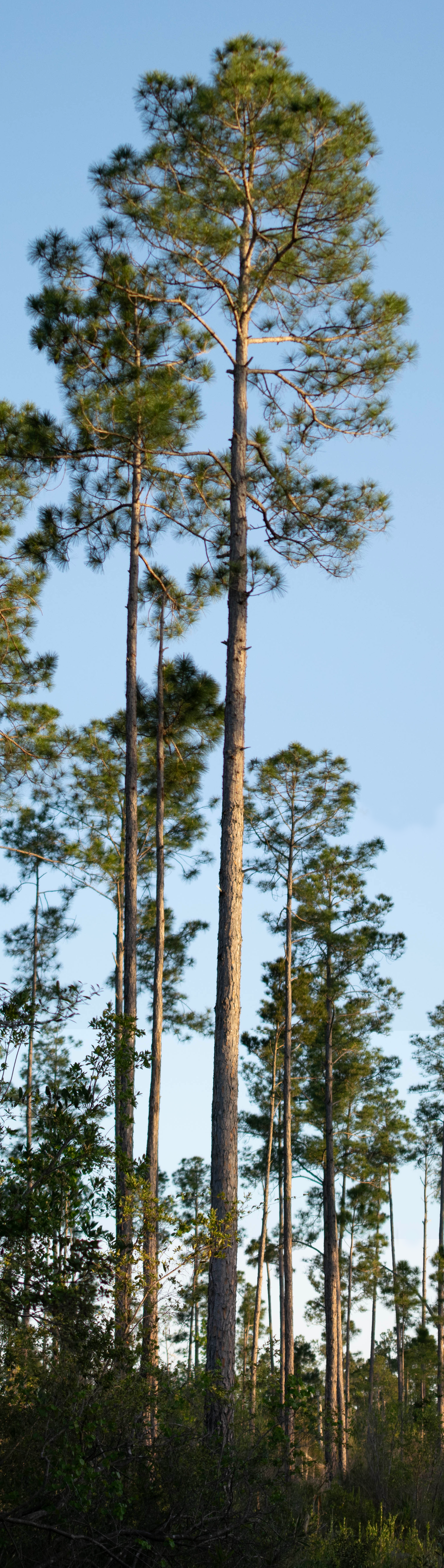 Morgan Treeman