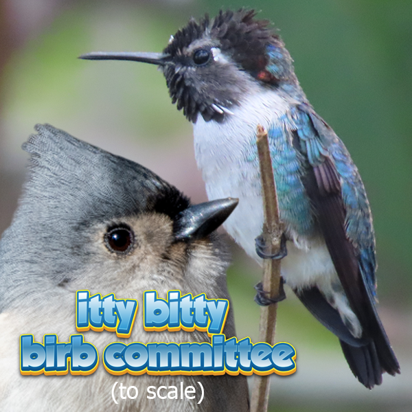 Itty Bitty Birb Committee (NO STICKER OR CARD)