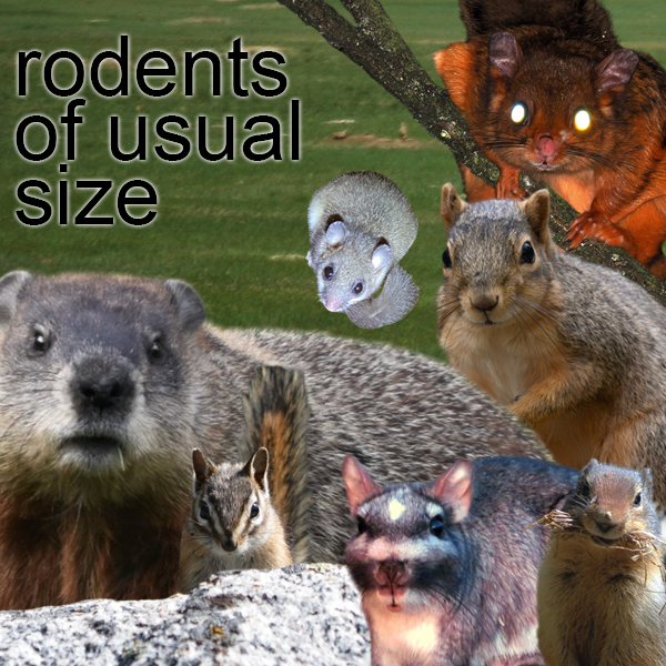 Rodents of Usual Size